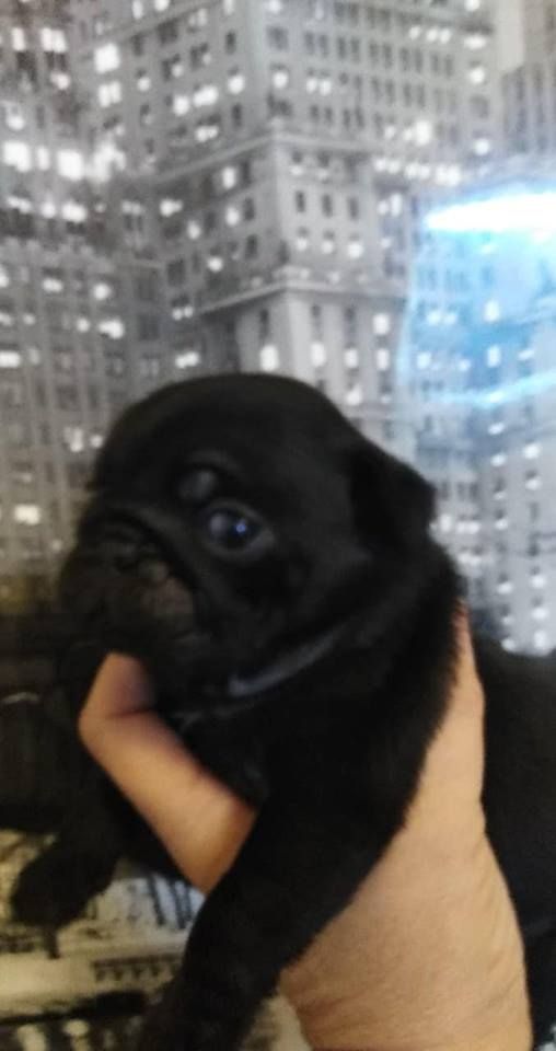 baby pug